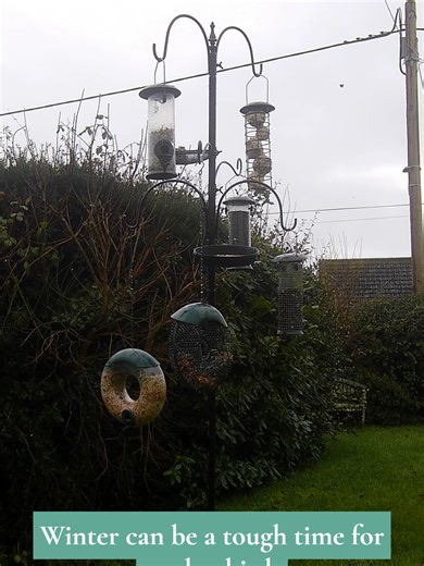 Counting Down to the RSPB Big Garden Birdwatch. #BigGardenBirdwatch #RSPB #GardenBird #Birdwatching #GardenWildlife #SupportWildlife #BirdFeeding #NatureAtHome #Wildlife #BirdLovers #UKWildlife #HelpNature #rspbbirdwatch