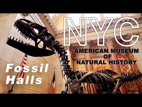 New York【Fossil Halls, Dinosaur Exhibits | American Museum of Natural History】2021 Walking Tour【4K】