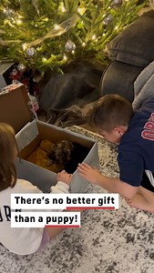 307K views · 3.1K reactions | A Dog for Christmas #christmas #dogs #christmasdogs | Reader's Digest | Facebook