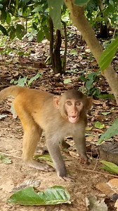 498K views · 8.3K reactions | When the little monkey is very angry藍藍 . . . . . . . . . . #LaughWithAnimals #angrymonkey #angrylittlemonkey | Laugh with Animals | Facebook