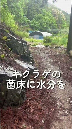 菌床に水分補給#キクラゲ #山の恵み #自然の恵み #林農活動