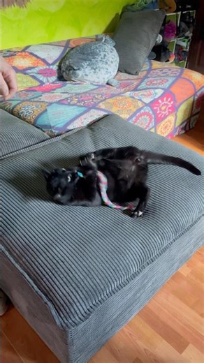 These Cute Cats Will Make Your Day! ❤️ Funny & Adorable Cat Shorts #catshorts #cat #catvideos