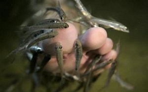 Doctor fish - Alchetron, The Free Social Encyclopedia