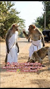 “🐒🚨 தீர்த்த யாத்திரையா… அபிஷேகமா? | Monkey vs Dog Comedy 🤣 | Tamil Shorts”