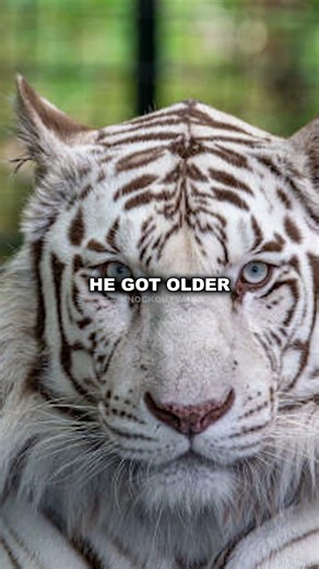 Mike Tyson Treated His Tigers Like Royalty 🐯