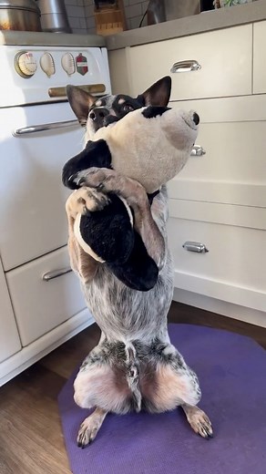 @zcowdog with his stuffed bear #cutedog #dogtricks #whosagoodboy #bluey #austrailiancattledog #bordercollie #mixedbreed #rescuedog | Zcowdog