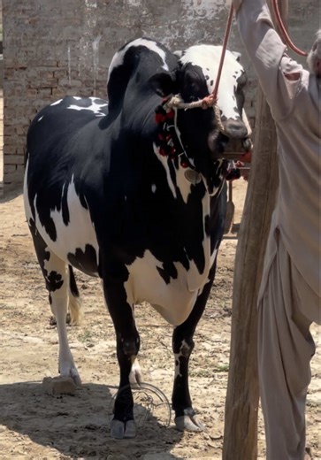 The Beauty of Bulls: A Team Spotlight