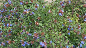 THE MAGIC OF A HUMMINGBIRD HAWK-MOTH THAT APPEARED AS WE WERE RECENTLY FILMING About six weeks ago, Anita Ridley and I were filming some final footage with Tim Wheater for our meditational journey ‘Pilgrimage’ when we took a break and went outside to the garden. We were mesmerised by the most beautiful hummingbird hawk-moth, hovering just like a hummingbird, as it fed on nectar with its long proboscis. Its wings were moving so fast that it made an audible hum. It’s a day-flying moth, migrating t