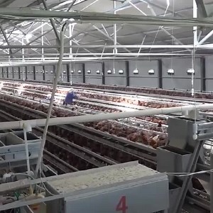 147 reactions · 15 shares | Supply chicken cage system for commercial egg production farm. Provide customized services according to customer needs. ➡Customized Farm Solutions & Design Plan ➡80+ countries all over the world covered. ➡1-year to Automatic Equipment & 3-year to Cage System Warranty. WhatsApp: +86-15537179350 | LIVI poultry farming equipment | Facebook