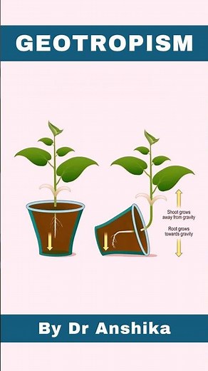 Geotropism Explained | Understanding How Plants Respond to Gravity 🌱