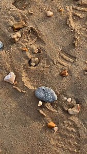 3K views · 563 reactions | Here is a piece full of crinoid that I found along the Jurassic Coast Dorset  #fossils #fossil #crinoid #star #stars #ammonite #ammonites #ancient #curiosity #nature #photography #naturalhistory #jurassic #coast #jurassiccoast #beach #stones #rocks #sea #sand #maryanning #dinosaur #palaeontology #geology #dorset #charmouth #charmouthbeach #lymeregis #fascinatingfossils | Fascinating Fossils | Facebook