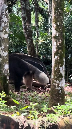 1.8K views · 97 reactions | Today is World Anteater Day!  Check out...