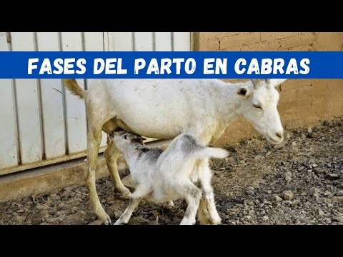 Parto en Cabras