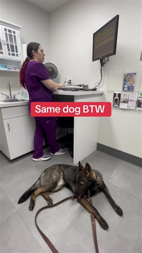 Protection training doesn’t confuse the dog, it’s brings it more clarity ( when done properly!) #dogtraining #puppy #gsd #protectiondog #germanshepherd