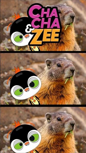 Meet the Cutest Animals on Pikes Peak! | Colorado Mountain Wildlife Adventure