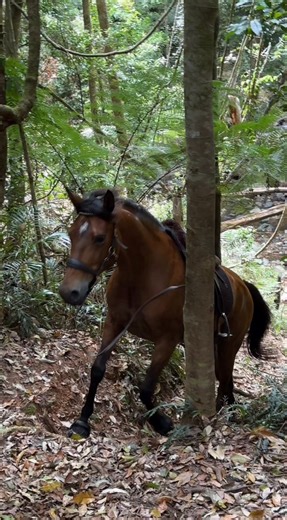 Willow putting her @renegadehoofboots to the test! She’s such a weapon when it comes to obstacles and varied terrain on our bush rides 🙌 This part of the ride can be a bit sketchy so we always hop off and walk the horses down. Coming back up, it’s easy when someone’s at the top and we can just send the horses up to make their own way up at the pace they choose 🤩 | My Horse Willow