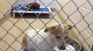 67 reactions · 135 shares | SAFE! Look at how sweet momma Zara is!...