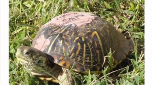 A year later, injured turtle returns to man who fixed his shell