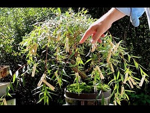 Weeping Willow Bonsai, Sept 2015