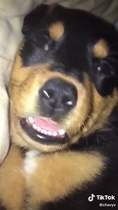 PERROS GRACIOSOS PARTE 1 - VIDEOS CHISTOSOS DE MASCOTAS | Perritos y Gatitos Bonitos