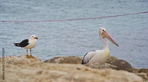 Pelican and Pacific gull waiting for fish on the shore. Emu Bay, Kangaroo Island, South Australia.
