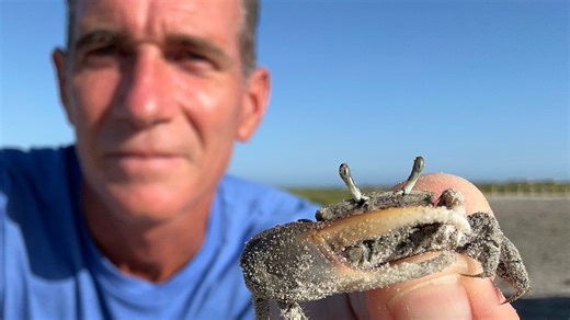 This crustacean on the Texas coast has one comically oversized claw. Meet the fiddler crab