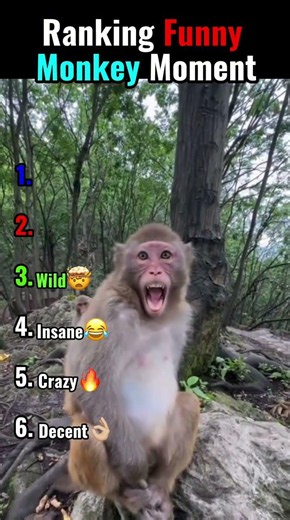 Ranking Funny Monkey Moments #funny #viral #shorts