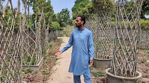 1.1K views · 40 reactions | ہمارا پتوکی بھی کسی سے کم نہیں پتوکی میں بھی اب تھائی لینڈ کی طرح کے پودے تیار کئے جاتے ہیں 03004429386 #shorts #garden #kitchengarden #viralvideo #farming | Pakistan Agriculture Forum | Facebook