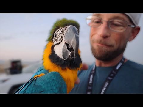 Their Worst Fear Comes True... Macaw Flies Away on DAY ONE Outside!