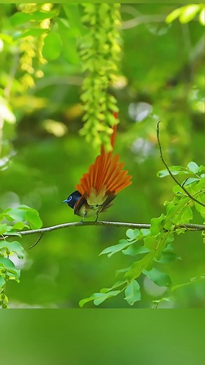 139K views · 10K reactions | Nature is so beautiful | Raw Nature | Facebook