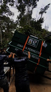 🛑OPERASI PENYELAMATAN TAPIR DI HULU LANGAT 🛑 Tapir Malaya diselamatkan di Kampung Sungai Lui, Selangor Pada 14 Julai 2025, seekor tapir jantan dewasa dianggarkan seberat 200 Kg telah diselamatkan selepas ditemui cedera di kebun durian 🥭 milik penduduk di Hulu Langat. Hidupan liar ini dipercayai terkena jerat 🪤 pada kaki kanan hadapan dan mengalami luka gigitan anjing liar 🐕. Pemilik kebun menyedari kejadian selepas terdengar bunyi bising dari arah hutan 🌲 sebelum melihat tapir itu diserang