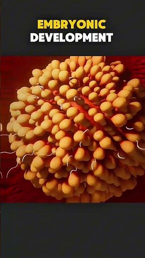 Embryonic development 3d animations