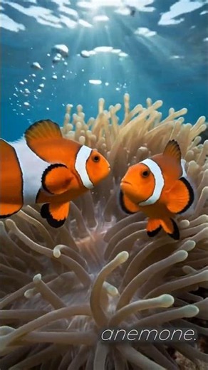 #This Fish Changes Sex When Its Mate Dies 🐠#shortsfeed ##Clownfish #OceanFacts