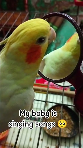 Cocktail bird singing #shorts #song