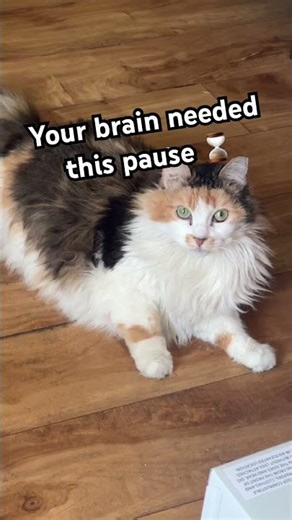 🐈Jinjer Cat 🧡 #cat #cute #youtubeshorts #shortvideo #funny #catvideos #relaxing #shorts #reels