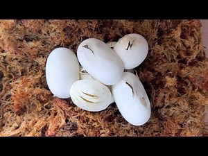 The result of warming the eggs laid by the Japanese rat snake that I picked up for 2 months...!