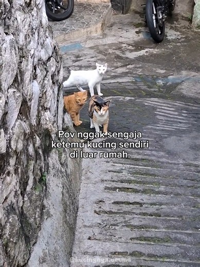 Video Kucing Lucu: Reaksi Tak Terduga Si Kucing (Pov)