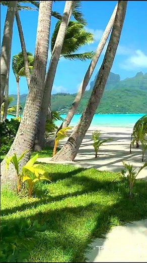 Private Island Beach 🏝 | Paradise | Motu Tane, Bora Bora, French Polynesia 🇵🇫 | 4K Travel #shorts