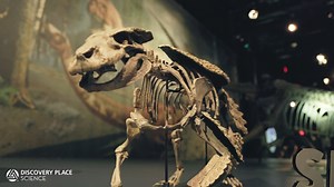 See prehistoric natural history come to life at Discovery Place Science! 🦕 Travel back more than 250 million years and meet rare, exotic dinosaurs from the Southern Hemisphere in the exhibition Ultimate Dinosaurs. See continents shift through plate tectonic animations, search for artifacts with a microfossil sifter and use augmented reality for an up-close look at full-scale dinosaurs. 🦖 Ultimate Dinosaurs is only in Charlotte through September 8—get tickets before they become extinct! ➡ https