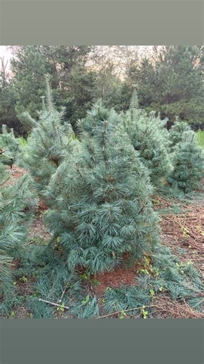 White Pine Christmas trees. | Elvena Acres Christmas Tree Farm | Facebook