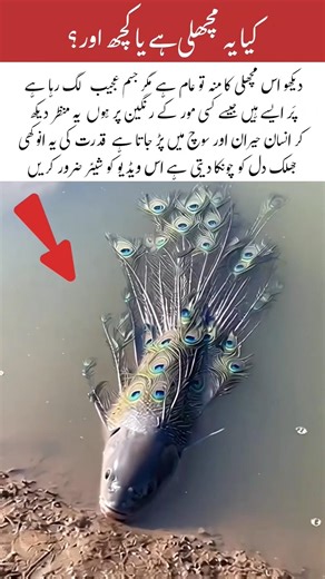 A Fish with Peacock-Like Colors 🐟🦚#trending #islamicvideo #shorts #shortsviral #islamic #video #love