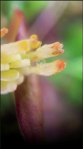 The little daisy! #microscopy #biology #nature