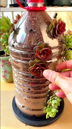 Succulent Art & Crafts: Creative Ways to Display Plants