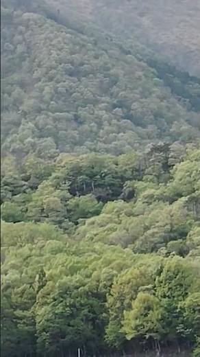 懐旧、舟木一夫さん「あざみの歌」。1949年（昭和24年）伊藤久男さんの代表曲だとか。八ヶ岳、霧ヶ峰に咲くあざみを唄った曲らしいですね〜、ここマキノ高原から登る赤坂山も２年前に登り懐かしいですね〜