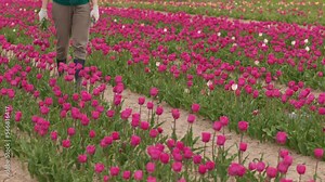 hands in garden gloves cutting tulip flower stems with pruning shears in plantation flower field plants tulips. gardening botany concept of agriculture working, growing flowers. row of bright flower