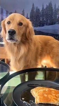 He Can’t Figure Out Why He Can’t Have Pancakes 😂