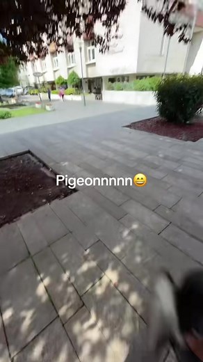 Pigeon of the Day: Facts and Fun About Pigeons