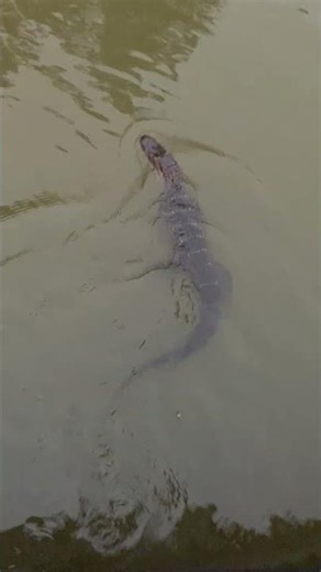 When you have alligators chasing your lures in Arkansas 🤦‍♂️ #Gators #Arkansas #ArkansasRiver #wild