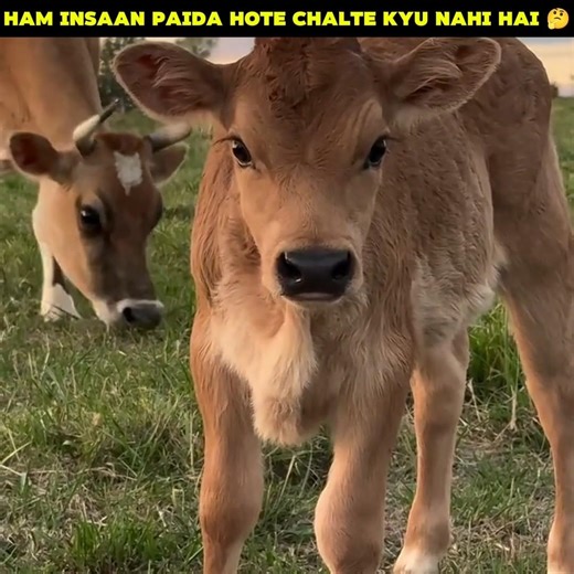 Why Human Babies Can't Walk Like Animals? 🧠👶 #shorts