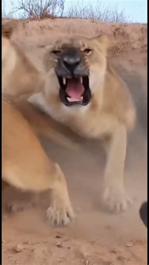 Monkey Pranks Lion #viral #comedy #monkey #shorts #lion #boom #funnyanimals #funny #funnyvideo #ai